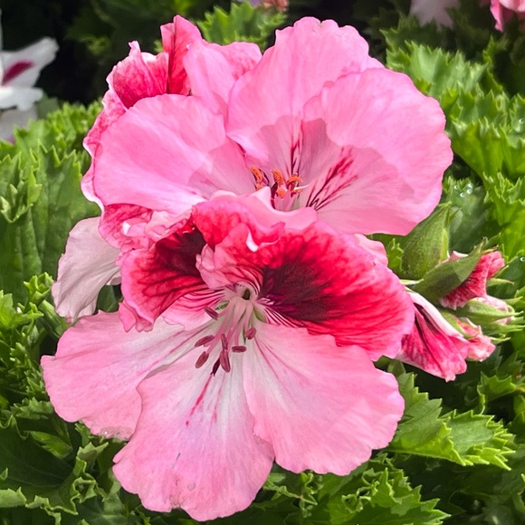 Meet your Posher, A Little Bit Extra!! - Picture 8 of 16